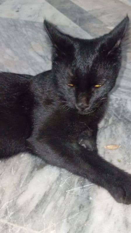 American black cat for sale Contact number 03024243470 0