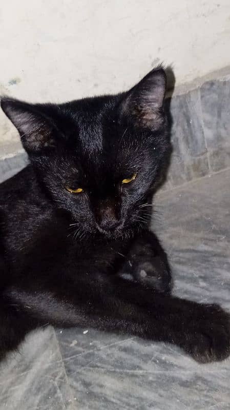 American black cat for sale Contact number 03024243470 1