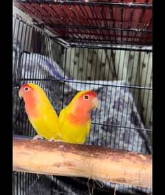 lotino pair for sale