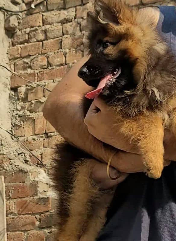 German Shepherd puppies 03258925354 2