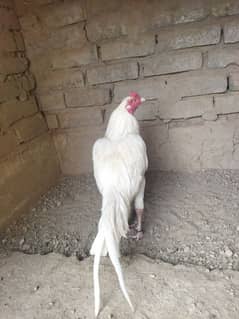 Paper white heera male