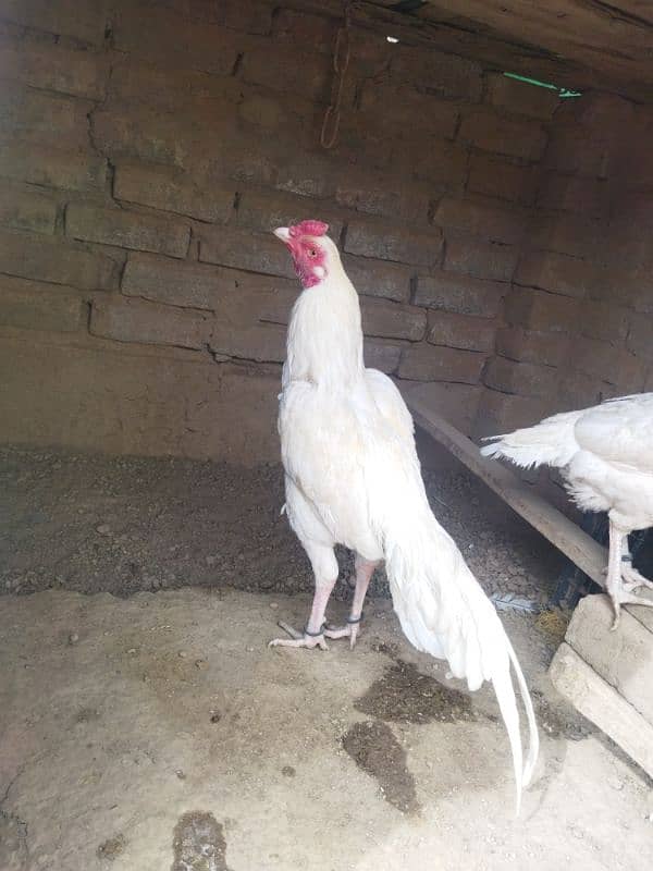 Paper white heera male 1