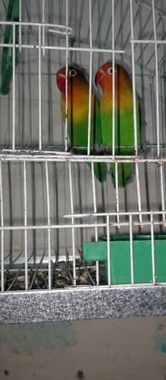 green fisher love bird for sale