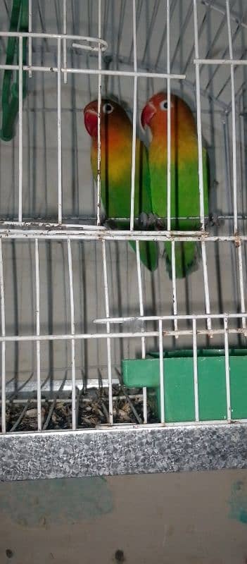 green fisher love bird for sale 0