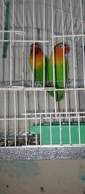 green fisher love bird for sale 1