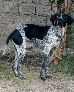 English pointer male dog for sale.