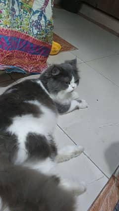 grey and white cat