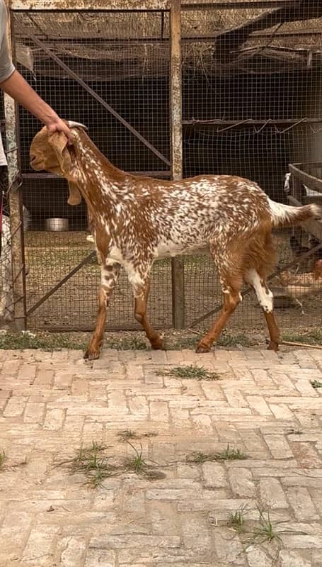 Makhi Cheeni Bakri for sale breeder 2