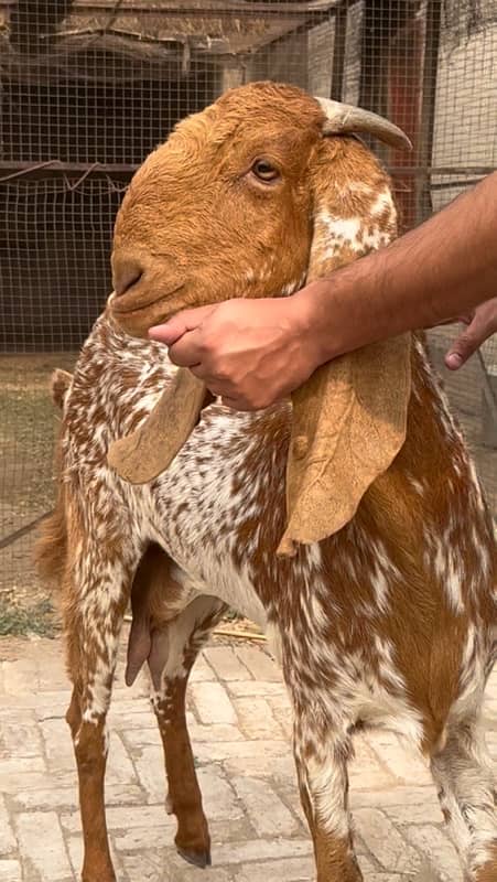 Makhi Cheeni Bakri for sale breeder 3