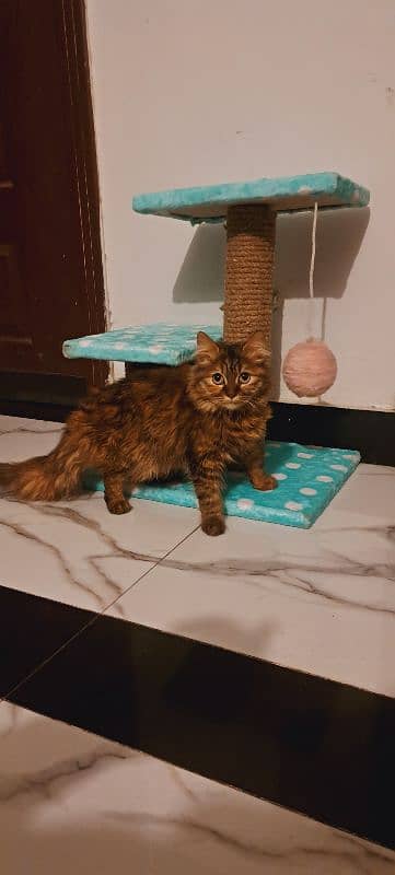 Double coat brown black female persian kitten 2