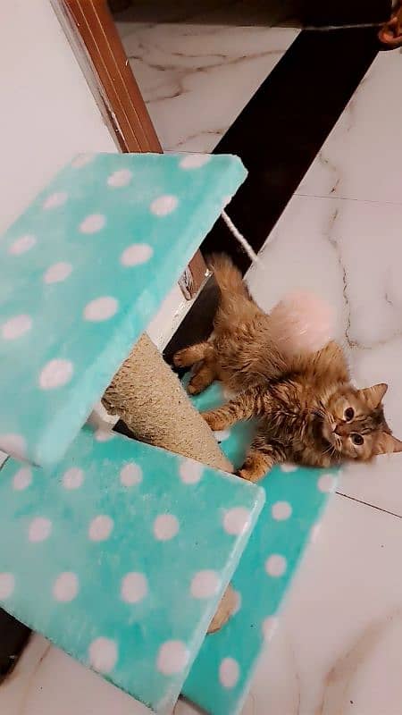 Double coat brown black female persian kitten 3