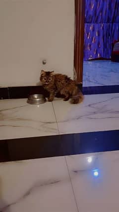 Double coat brown black female persian kitten