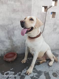 American lab female