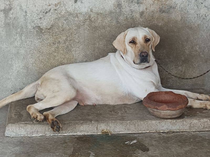 American lab female 3