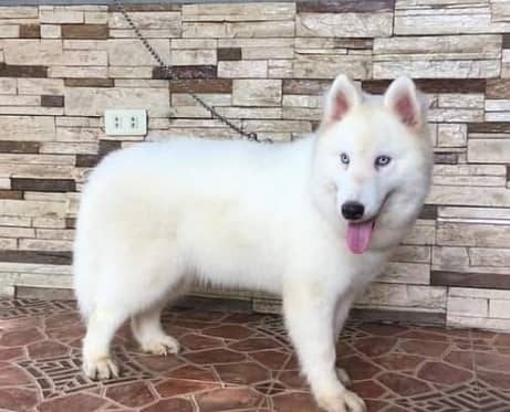 White Siberian Husky Male Imported For Stud 100% 1