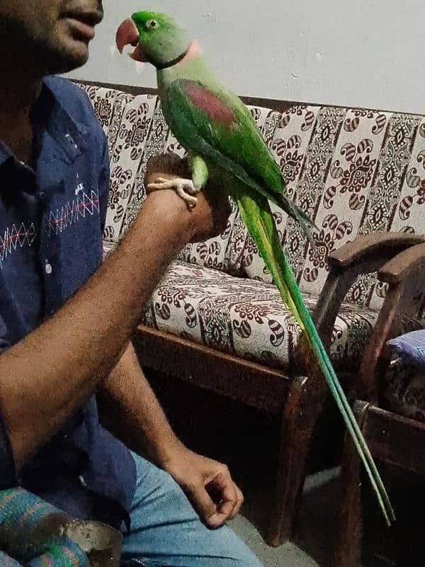 Raw Male Parrot Arjunt Sale 0