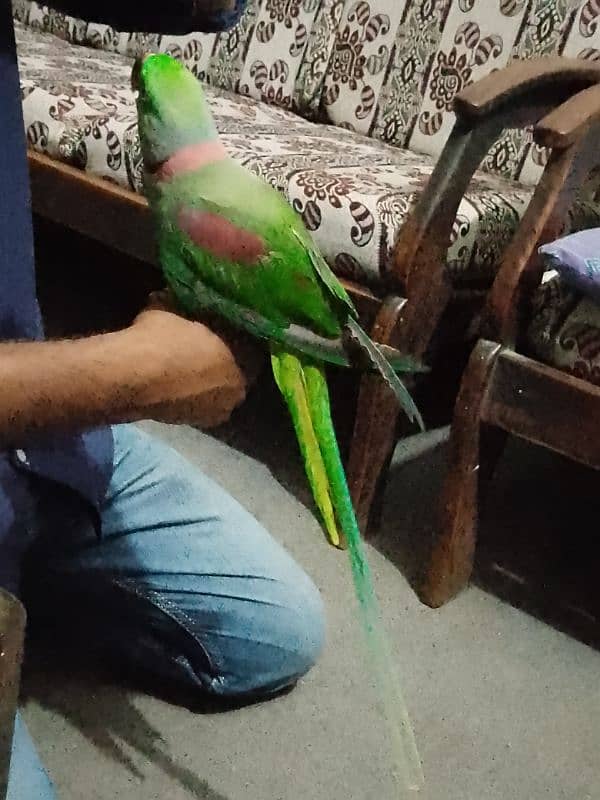 Raw Male Parrot Arjunt Sale 1