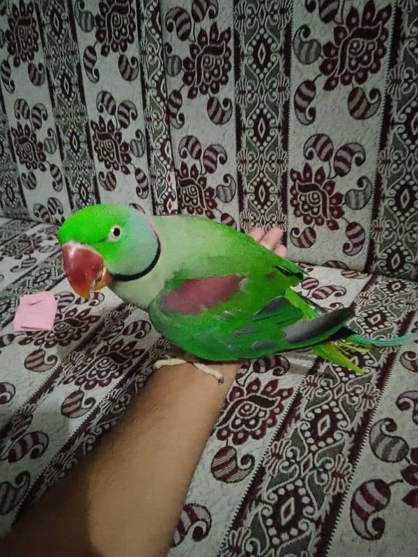 Raw Male Parrot Arjunt Sale 2