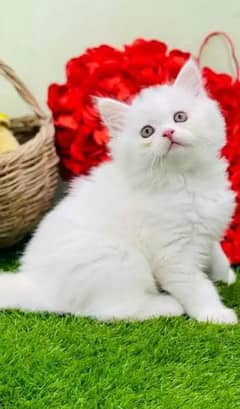 Persian kittens | triple Coated | Punch Face kittens For Sale