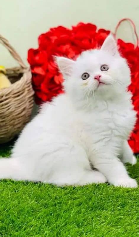 Persian kittens | triple Coated | Punch Face kittens For Sale 0