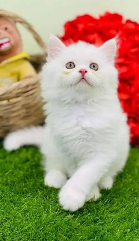 Persian kittens | triple Coated | Punch Face kittens For Sale 1