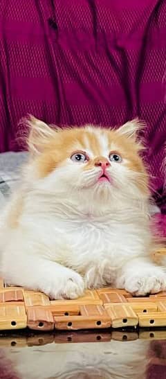 Persian cat for sale my WhatsApp number 03468444939