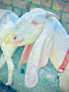 2 goats for sell healthy and active