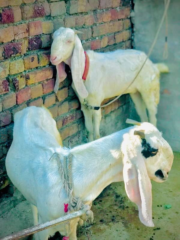 2 goats for sell healthy and active 2