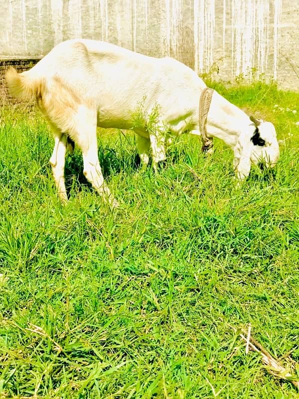 2 goats for sell healthy and active 4