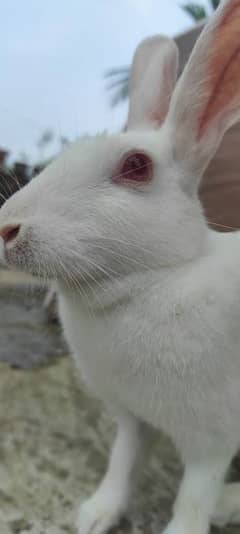 Rabbit Red eye full White