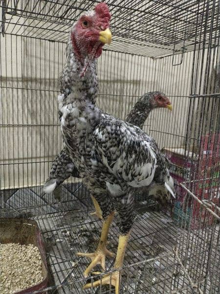 Pure aseel shamo pair for sale 2