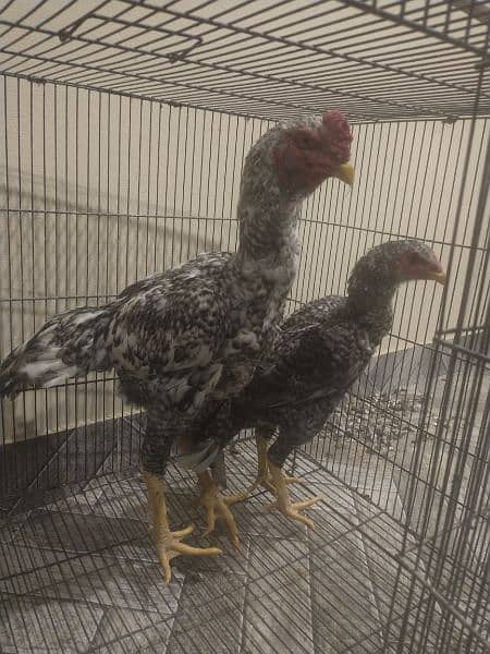 Pure aseel shamo pair for sale 5