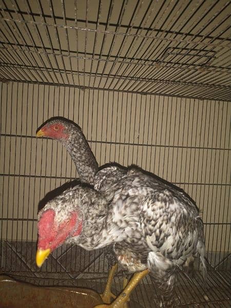 Pure aseel shamo pair for sale 6