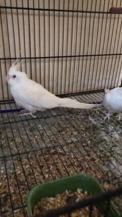 eno cocktail red eyes breeder pair with cage for sale