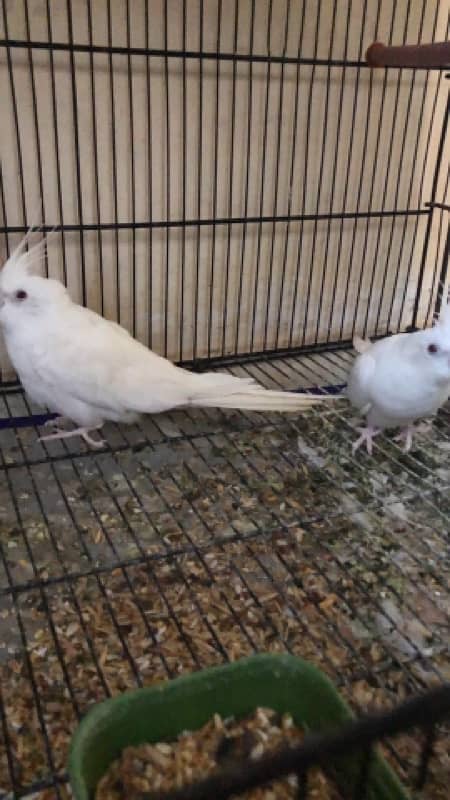 eno cocktail red eyes breeder pair with cage for sale 1