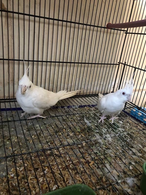 eno cocktail red eyes breeder pair with cage for sale 2