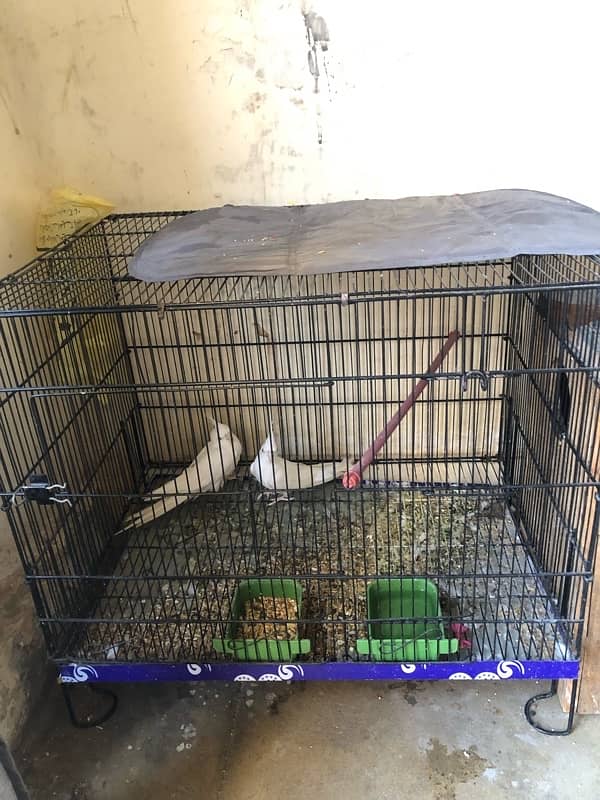 eno cocktail red eyes breeder pair with cage for sale 3