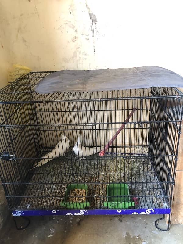 eno cocktail red eyes breeder pair with cage for sale 4