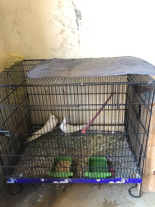 eno cocktail red eyes breeder pair with cage for sale 5