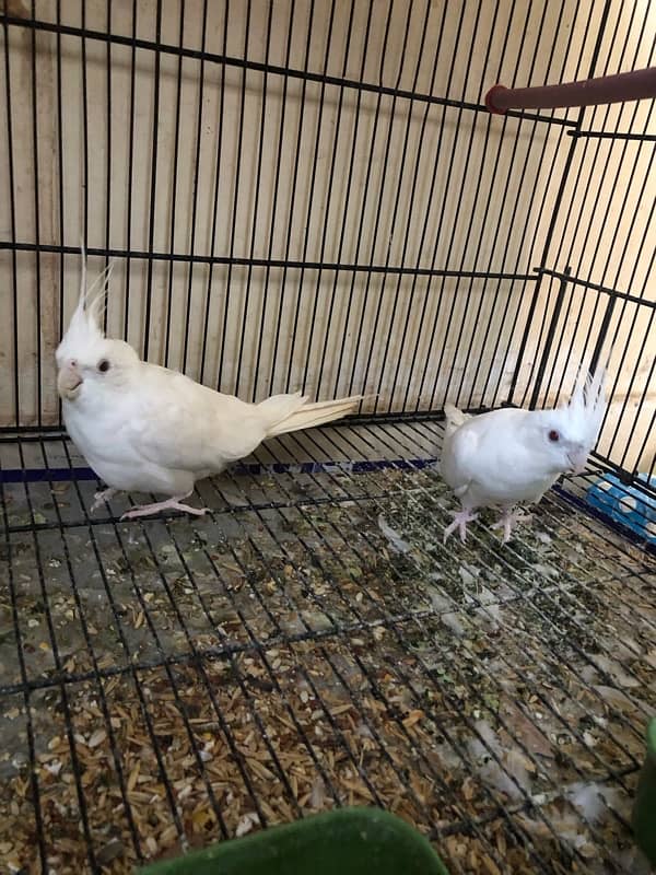 eno cocktail red eyes breeder pair with cage for sale 6