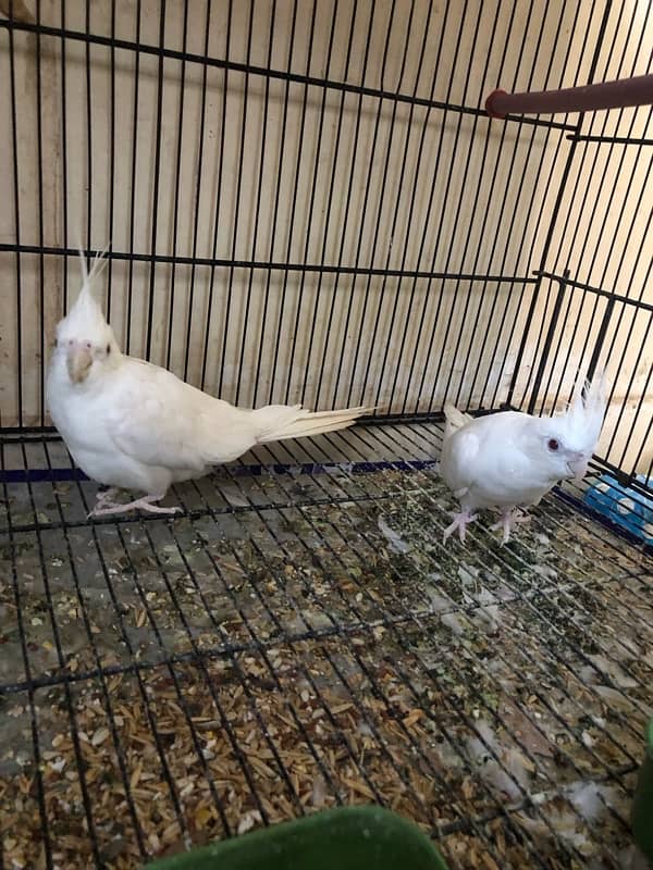 eno cocktail red eyes breeder pair with cage for sale 7