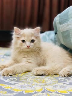 Persian Cat