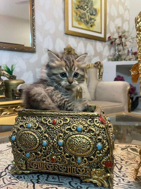 Pure Persian Kittens 0