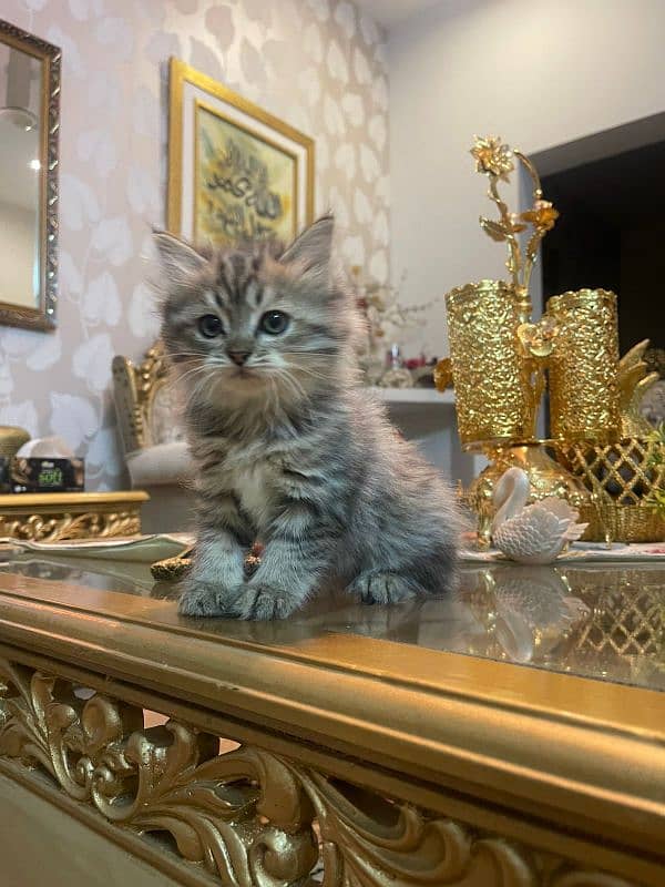 Pure Persian Kittens 1