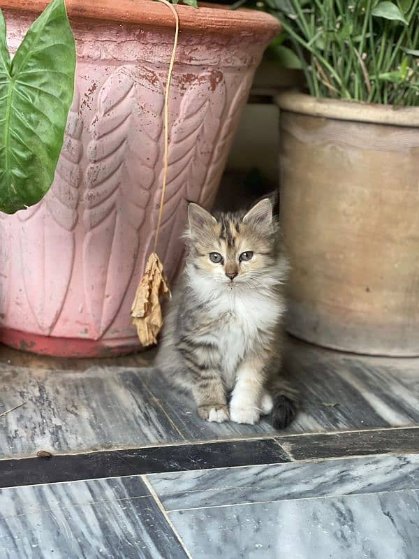 Pure Persian Kittens 3