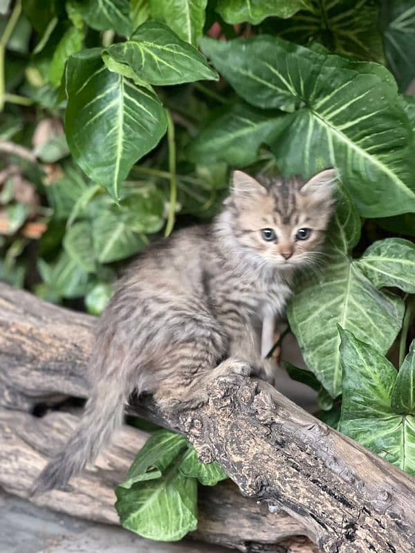 Pure Persian Kittens 8