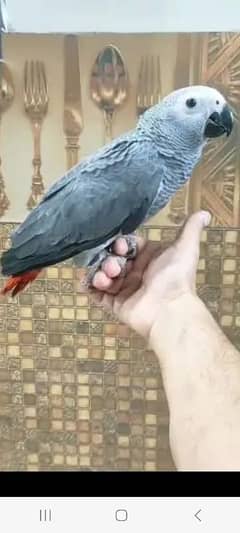 Cango African Gray Parrot Available.