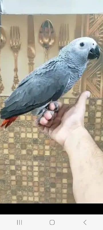 Cango African Gray Parrot Available. 0