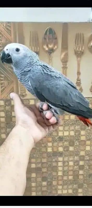 Cango African Gray Parrot Available. 1