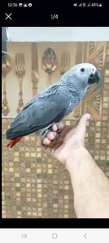 Cango African Gray Parrot Available. 2